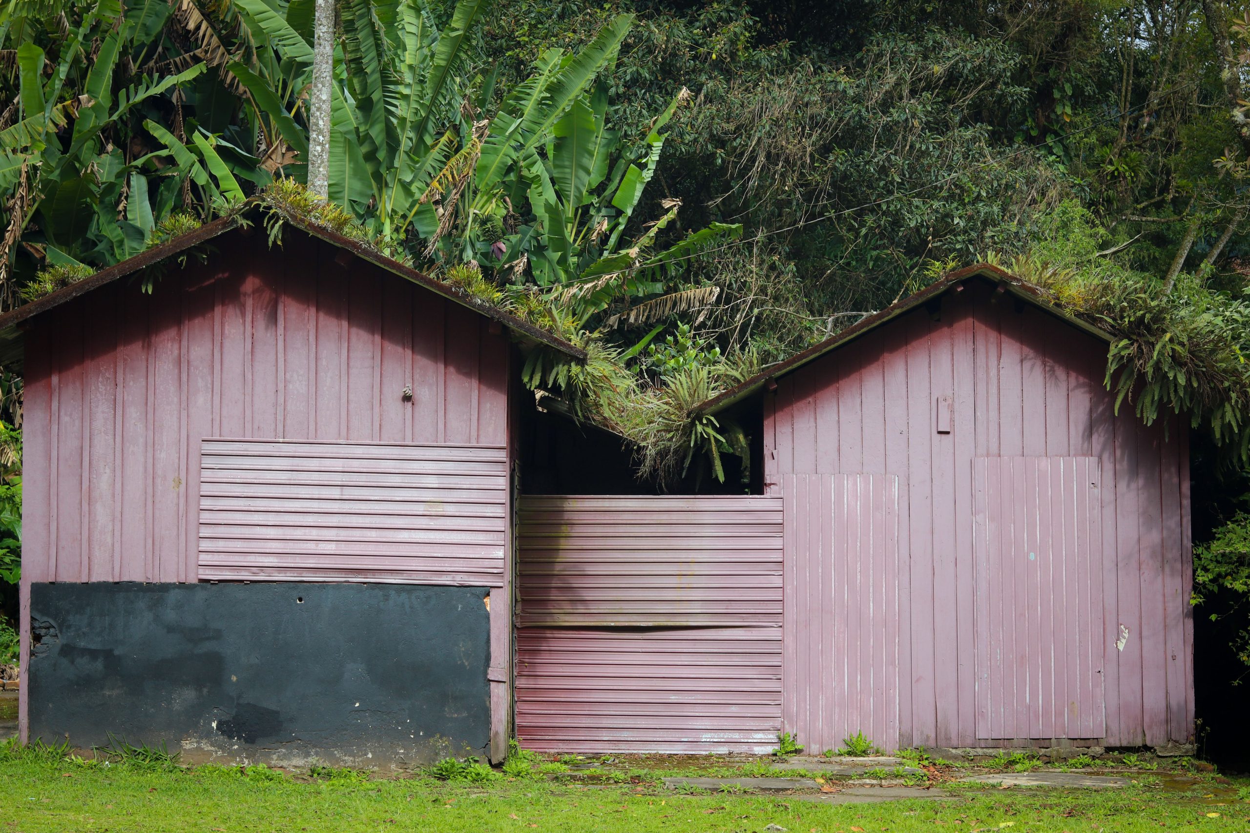 Abris en bois rustique entourés de feuillage tropical luxuriant.