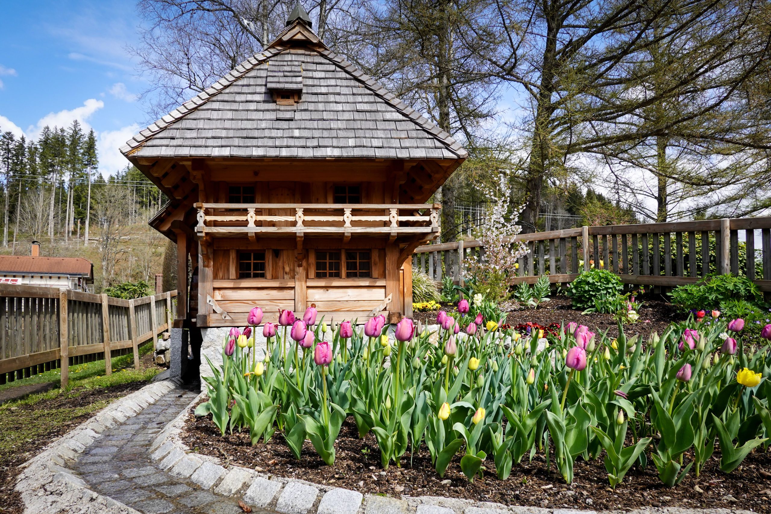 Cabane en bois rustique entourée de tulipes au printemps